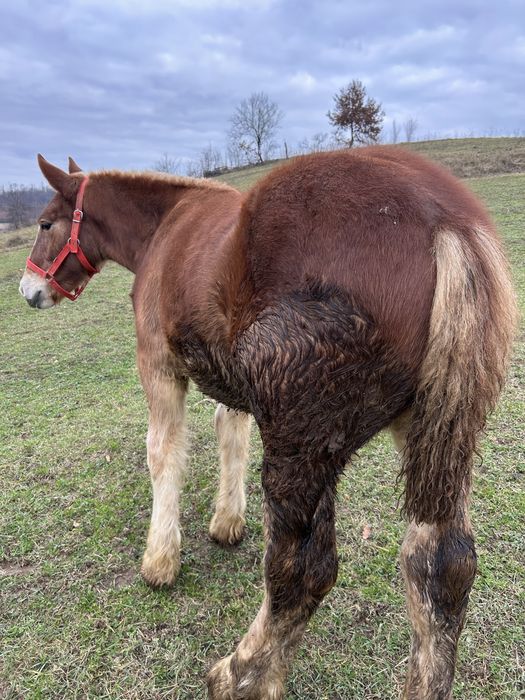 Manz de 5 luni din mama poloneza