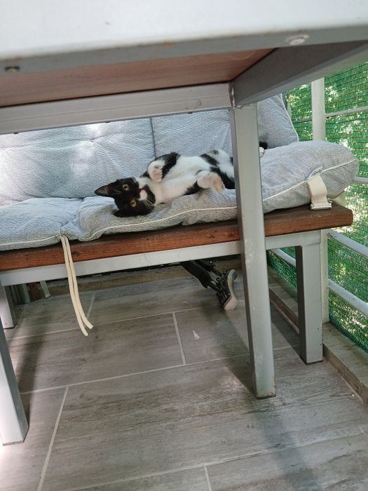 Подарява се котенце