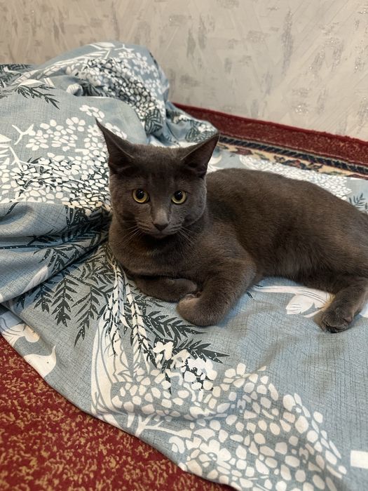 продам котика 5 к