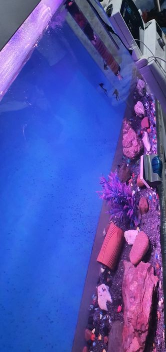 Akvarumniy 5hil led lampa idishlari bilan tayyor maydaro 2ta diskusga.