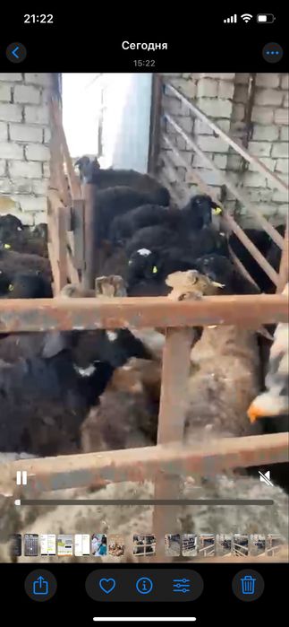 Қой, қошқарлар ! 5 ай бордақыда тұрған! 200 бас!