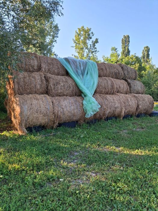 Vând sau schimb baloti cu Vitel