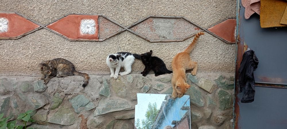 Котята: котик и кошечка