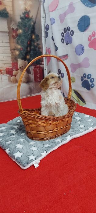 Кавапу момиче той пудел