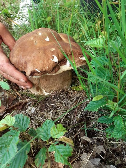 Vând ghebe și hribi