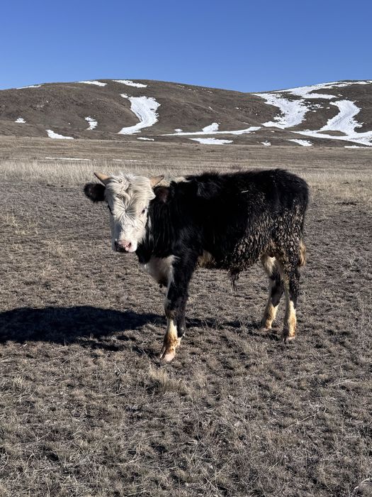 10 бас бұқа сатылады