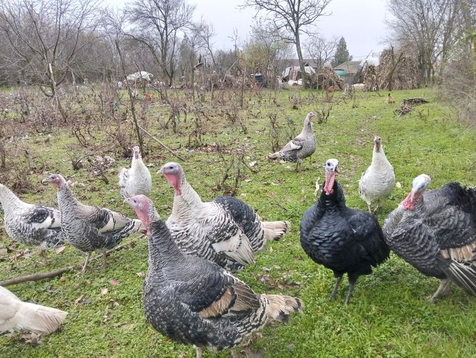 Vând curci și curcani românești