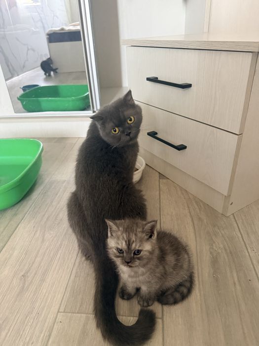 Котята  шотладский страйт