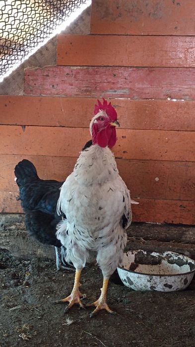 Продаю Кур и Петухов.