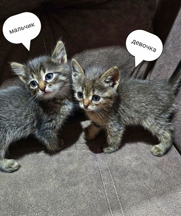 Котята шотландцы.