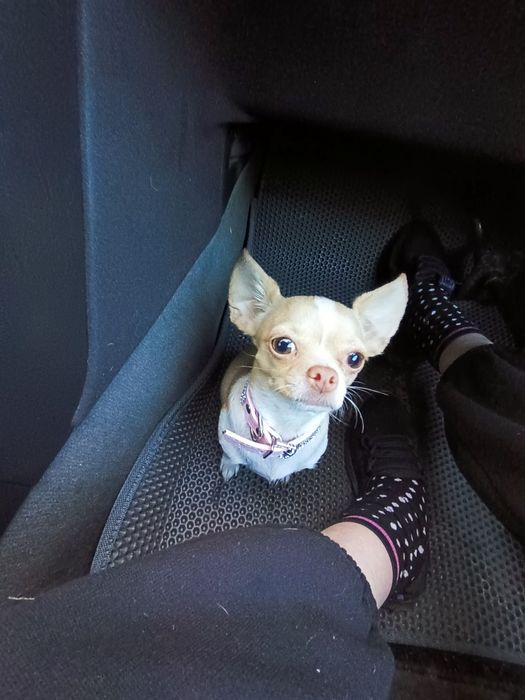 Случка! Красивая девочка чихуахуа.