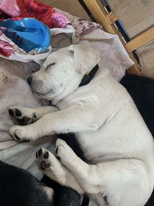 Лабрадор девочка