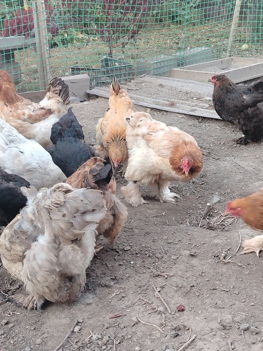 Продам курочек брама