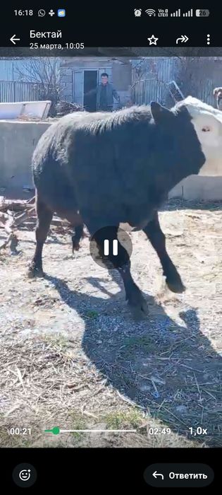 Бык белоголовый 2 года