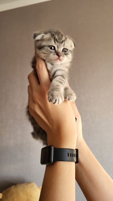 Шотландские котята