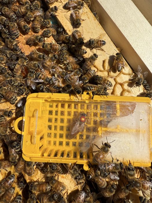 Mătci [regine] Carnica & Buckfast 2026