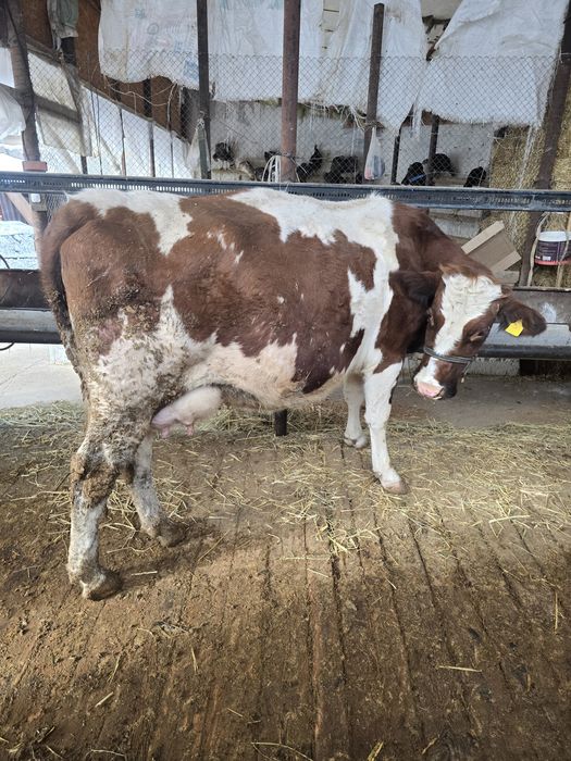 Буаз сиыр сатылады