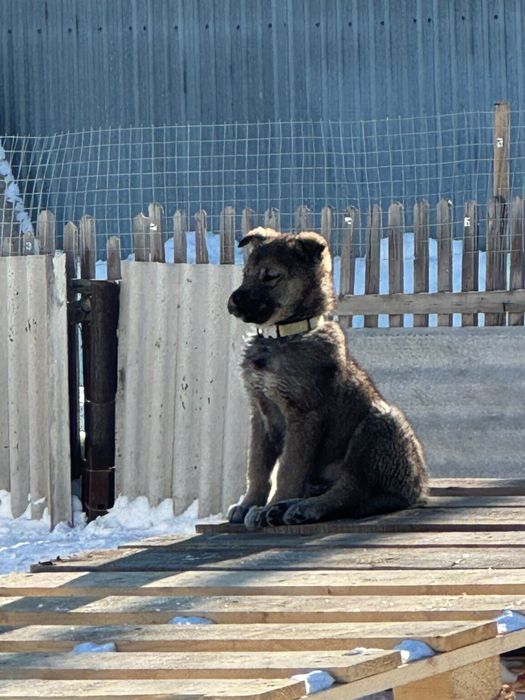 Дарим щенка. Мальчик.