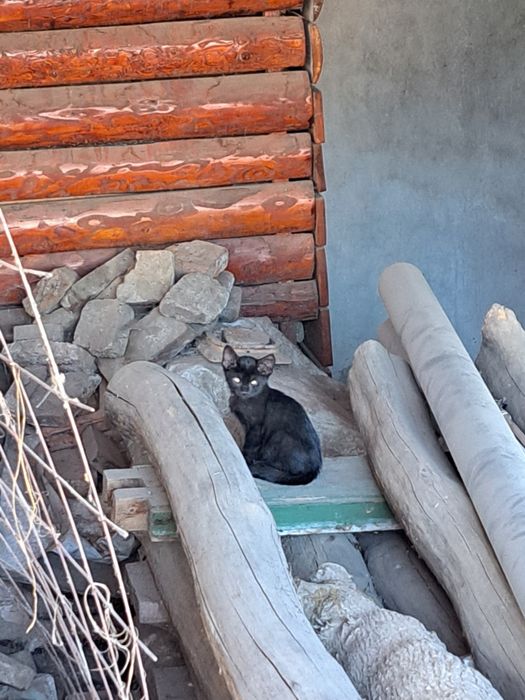 Dau spre adopție pisicuțe