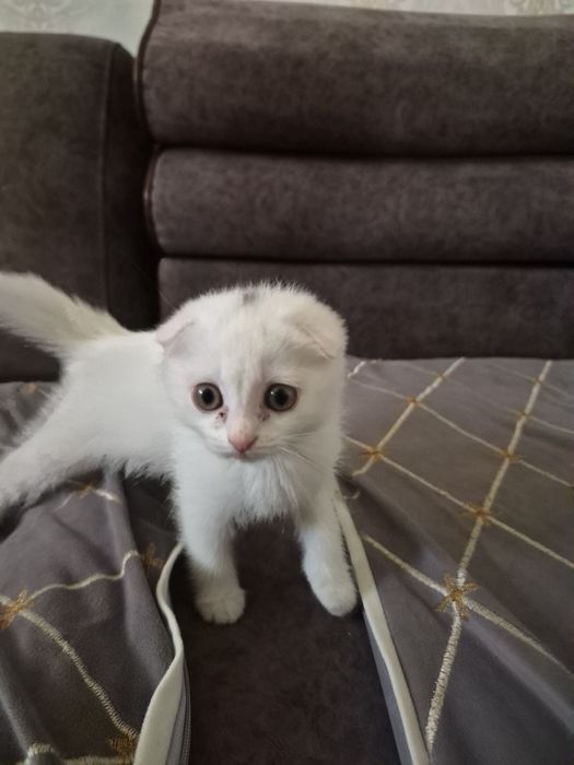 Котенок.Скоттиш Фолд