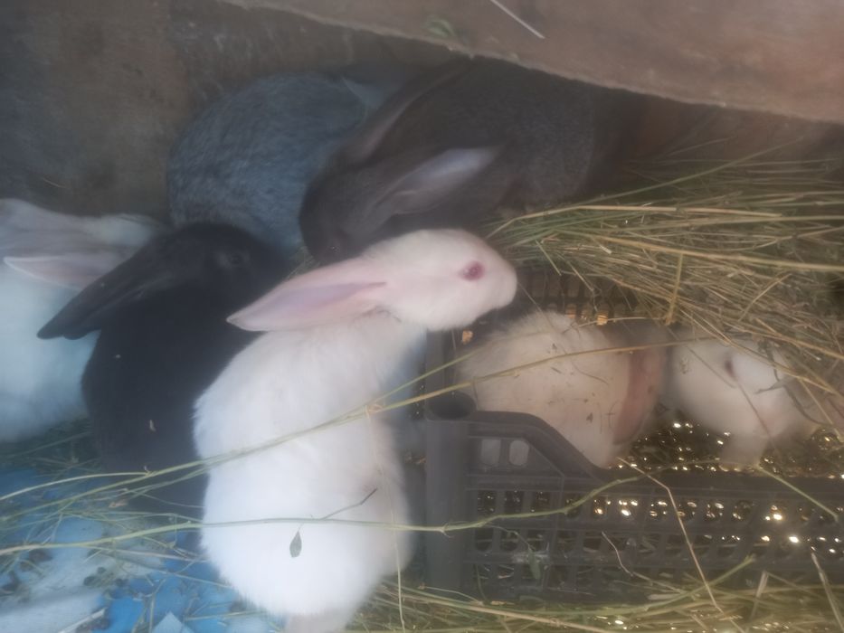 Великан куёнлар болалари каталоги хам бор 100 бошланади