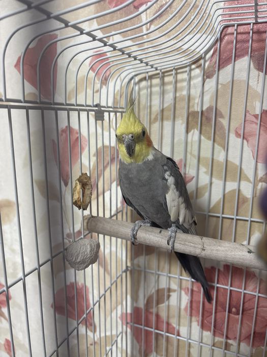 Попугай Корелла мальчик с клеткой