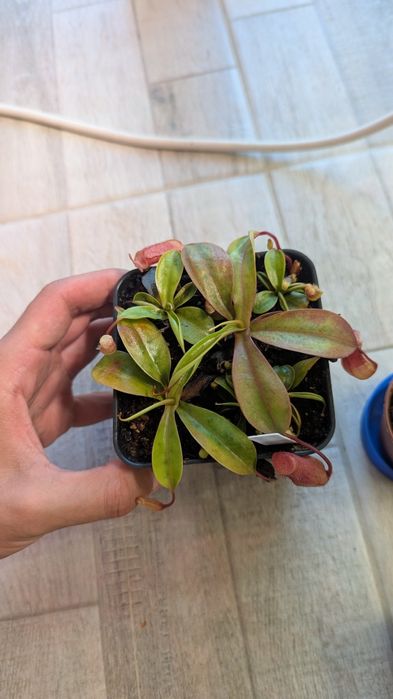 Nepenthes Ventricosa x Sibuyanensis | Planta Carnivora Urcior