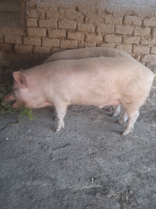 Поросята мяса оптом 10 месяцев , вес 80/90кг