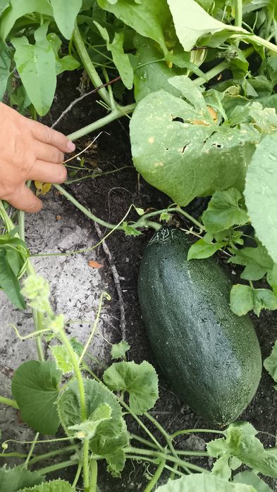 Продам дачу сад Здоровье
