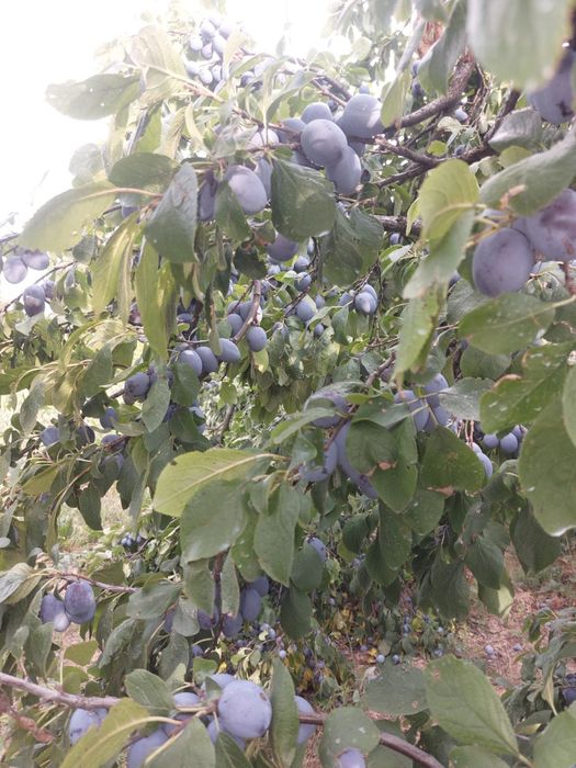 Vând prune angro