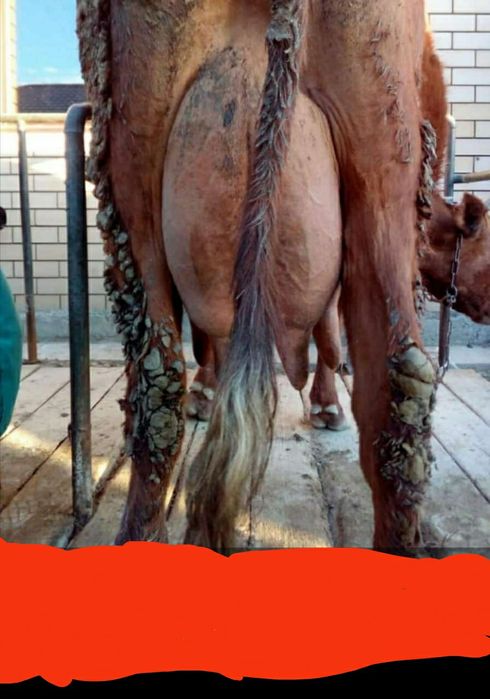 В продаже бык Ф1 Алатау-Симентал