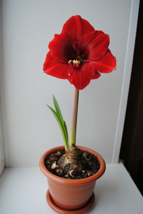 Луковицы гиппеаструма