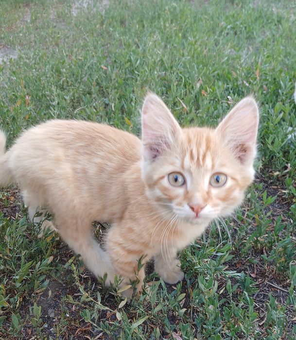 Отдам    котенка