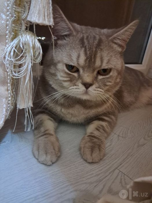 1 yoshli mushuk sotiladi