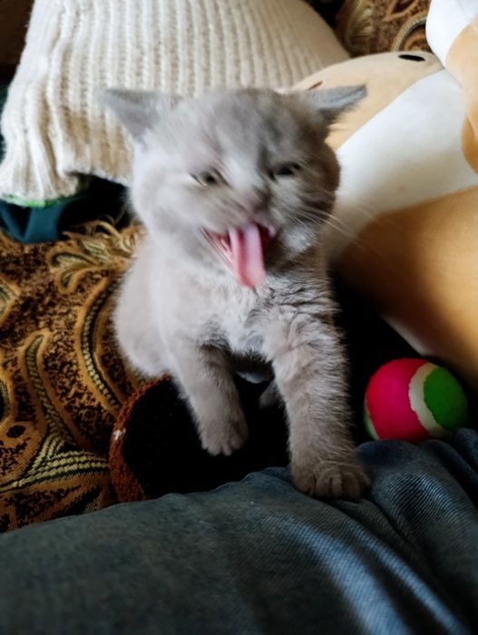 Чистокровные британцы