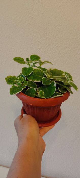 Продам комнатную мяту (плектрантус)