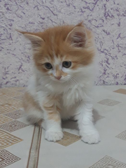 Хадяга 2 ойлик угил бола мушукча берилади