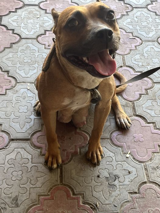 Продам смесь Питбуль и Алабая