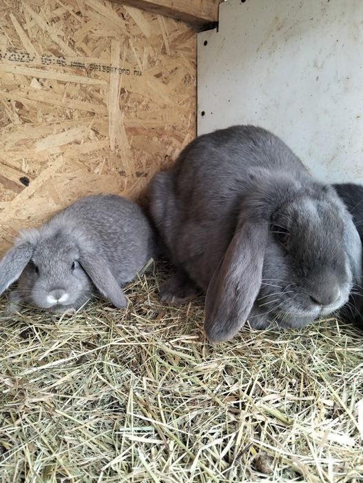 Vând  sau schimb iepuri berbec german