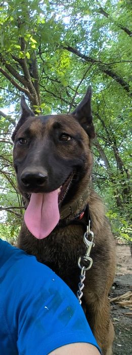 Donez femela belgian olandez