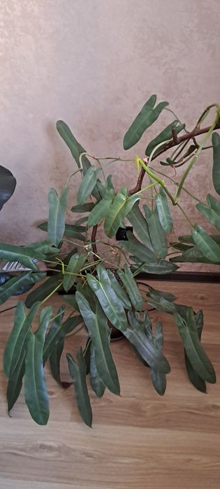 Филодендрон Санта Леопольдина