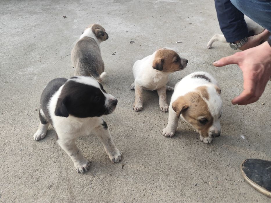 Отдам даром щенят