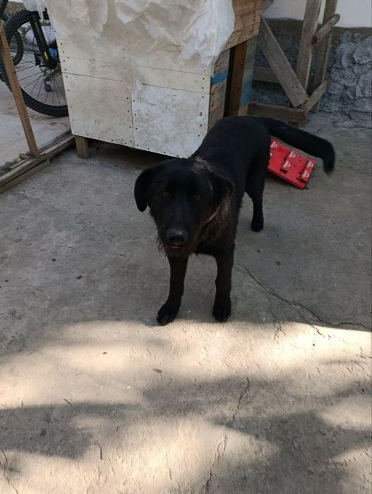 Продам немецкую овчарку