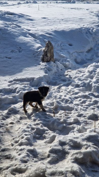 Отдам щенков в добрые руки