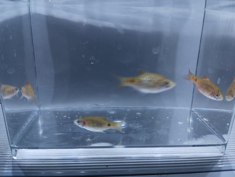 Огненные барбусы