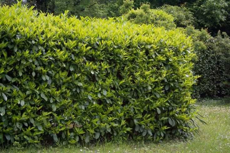 Laur englezesc ,puiet de prunus laurocerasus