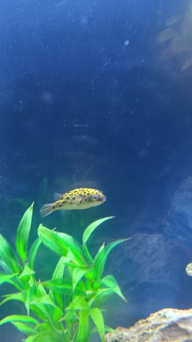 Аквариум 300л баликлари билан 600$