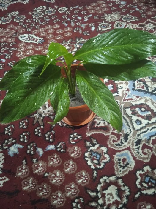 Неприхотливые комнатные цветы