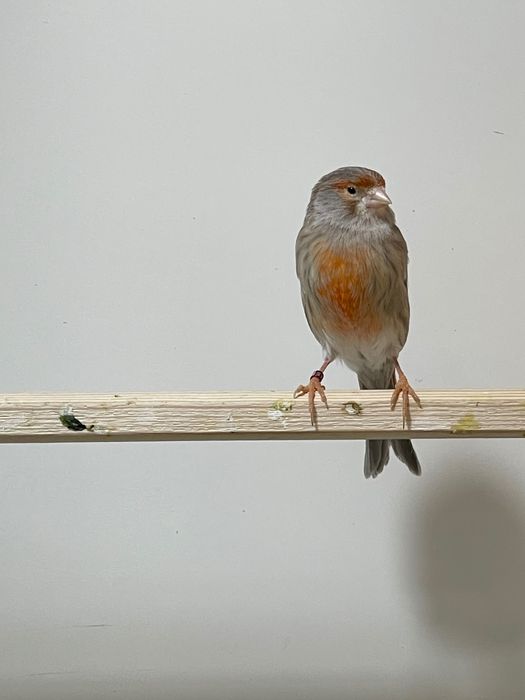 Продается готовая самка канарейки