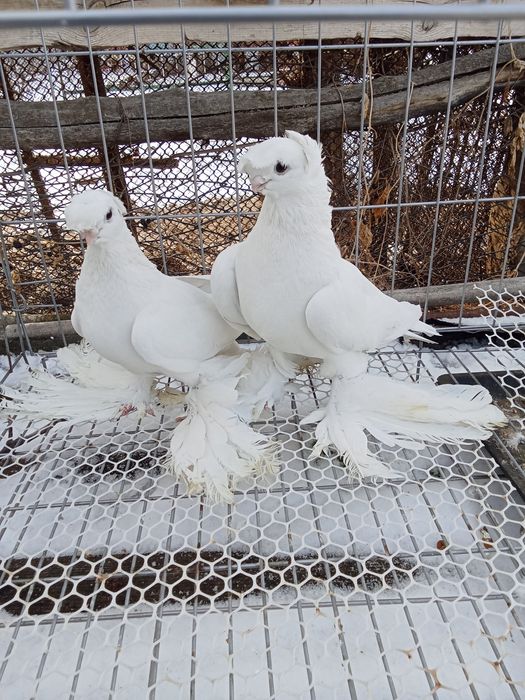 Продам голубей хороших